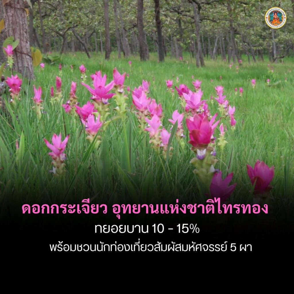 ดอกกระเจียว-อุทยานแห่งชาติไทรทอง-ทยอยบาน-10-–-15%-พร้อมชวนนั