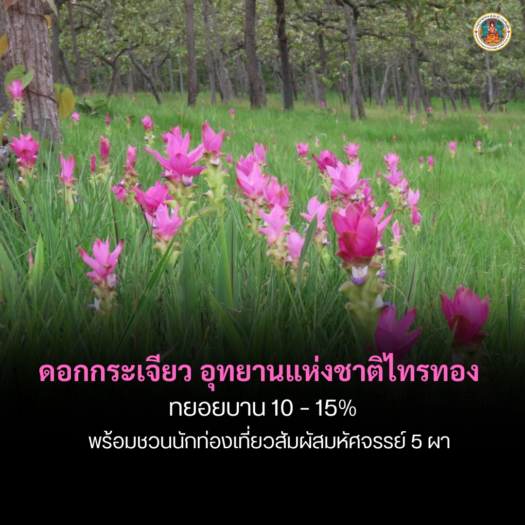 ดอกกระเจียว-อุทยานแห่งชาติไทรทอง-ทยอยบาน-10-–-15%-พร้อมชวนนั