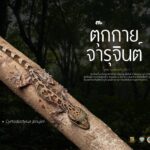 ตุ๊กกายจารุจินต์-นักพรางตัวจากป่า-อุทยานแห่งชาติภูลังกา-จ.น