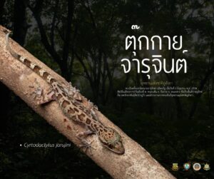 ตุ๊กกายจารุจินต์-นักพรางตัวจากป่า-อุทยานแห่งชาติภูลังกา-จ.น