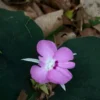 เปราะป่า-สมุนไพรดอกงาม-มากสรรพคุณจาก-อุทยานแห่งชาติแก่งตะน