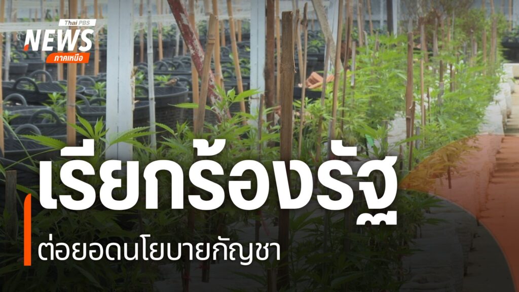 กฎหมายปลดล็อกกัญชา-หรือที่ชาวบ้านเรียกกว่ากฎหมายกัญชาเสรี-มี