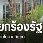 กฎหมายปลดล็อกกัญชา-หรือที่ชาวบ้านเรียกกว่ากฎหมายกัญชาเสรี-มี