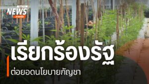 กฎหมายปลดล็อกกัญชา-หรือที่ชาวบ้านเรียกกว่ากฎหมายกัญชาเสรี-มี