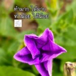 ทำมาก-ได้มาก-ทำน้อย-ได้น้อย-พระผู้มีพระภาคตรัสว่า-ภิกษุทั้ง-|-2025-06-07-13:44:00