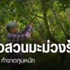 ชาวสวนมะม่วง-หลายคนในพื้นที่ตำบลวังผาง-อำเภอเวียงหน่องล่อง-จ