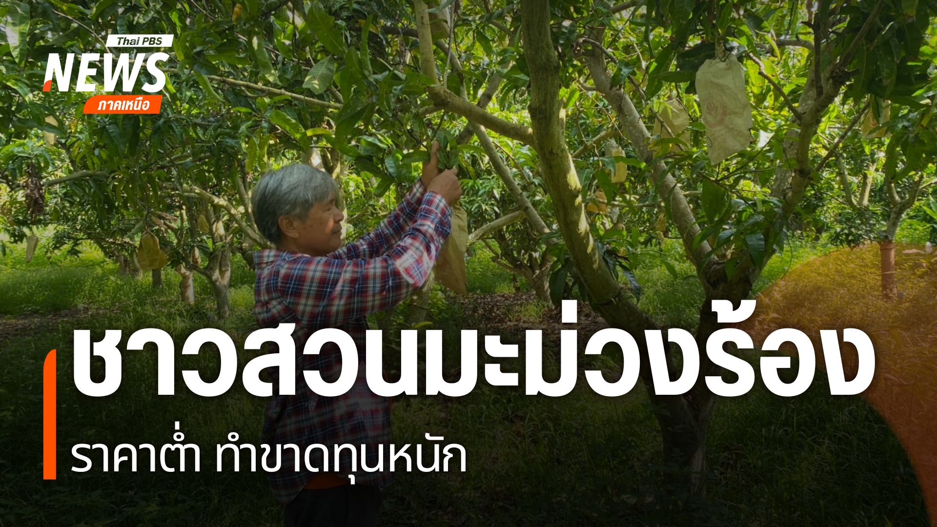 ชาวสวนมะม่วง-หลายคนในพื้นที่ตำบลวังผาง-อำเภอเวียงหน่องล่อง-จ