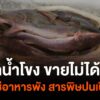 ปลาน้ำโขงขายไม่ได้-ห่วงโซ่อาหารพังสารพิษปนเปื้อน-nor