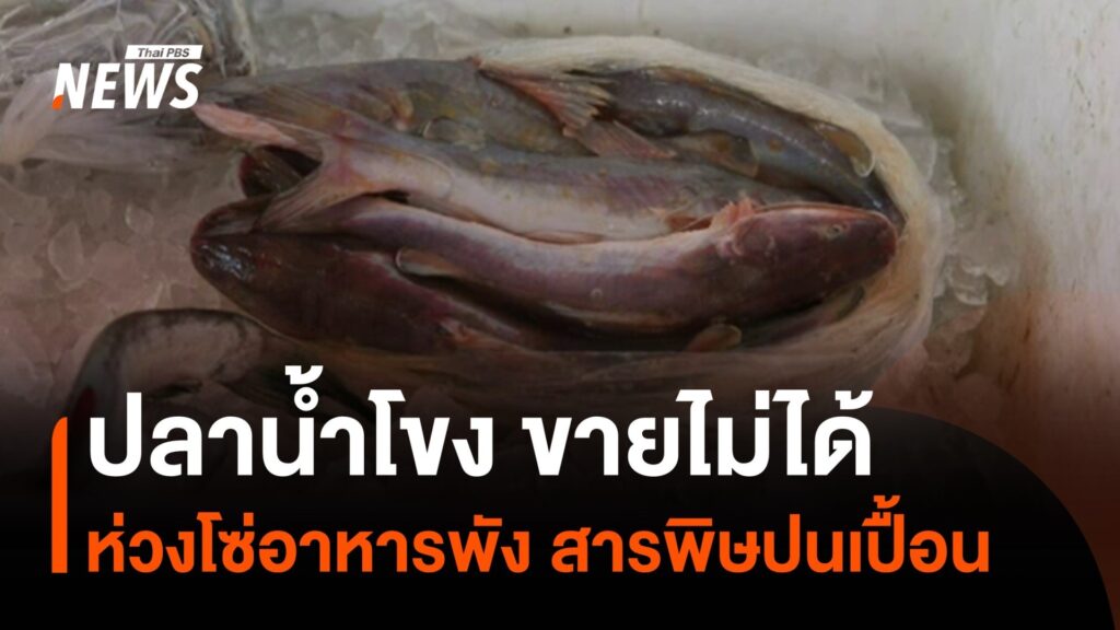ปลาน้ำโขงขายไม่ได้-ห่วงโซ่อาหารพังสารพิษปนเปื้อน-nor
