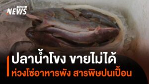 ปลาน้ำโขงขายไม่ได้-ห่วงโซ่อาหารพังสารพิษปนเปื้อน-nor