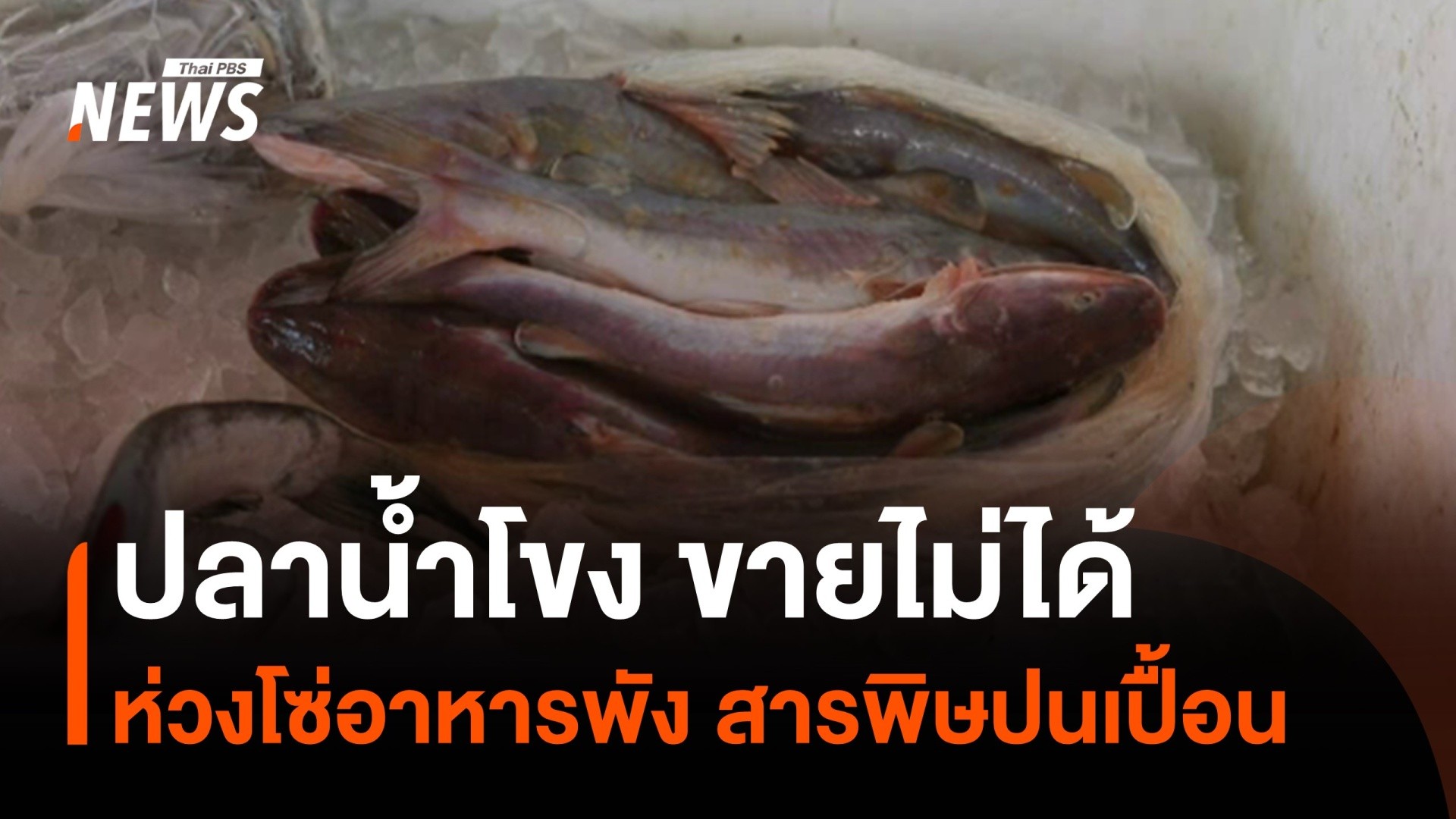 ปลาน้ำโขงขายไม่ได้-ห่วงโซ่อาหารพังสารพิษปนเปื้อน-nor