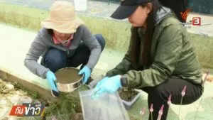 จังหวัดเชียงราย-ยังคงเฝ้าระวังและวางมาตรการรับมือ-หลังผลตรวจ
