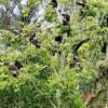 อุทยานแห่งชาติตะรุเตา-จังหวัดสตูล-เปิดคลิปแก๊งค่างแว่นถิ่นใต