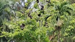อุทยานแห่งชาติตะรุเตา-จังหวัดสตูล-เปิดคลิปแก๊งค่างแว่นถิ่นใต