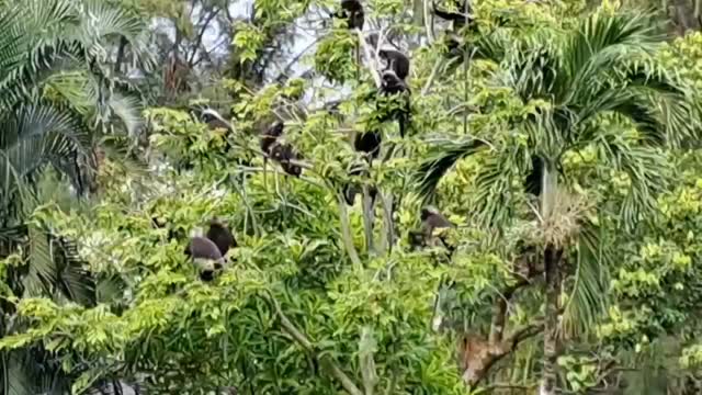 อุทยานแห่งชาติตะรุเตา-จังหวัดสตูล-เปิดคลิปแก๊งค่างแว่นถิ่นใต