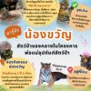 มาทำความรู้จักเซเลปบึงฉวาก-น้องขวัญ-สัตว์ป่าของกลาง-ในอ้อม