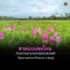 “สวยแบบตะโกน”-ทุ่งบัวสวรรค์-(ดอกกระเจียว)-ที่อุทยานแห่งชาติ-ไทรทอ