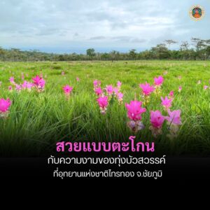 “สวยแบบตะโกน”-ทุ่งบัวสวรรค์-(ดอกกระเจียว)-ที่อุทยานแห่งชาติ-ไทรทอ