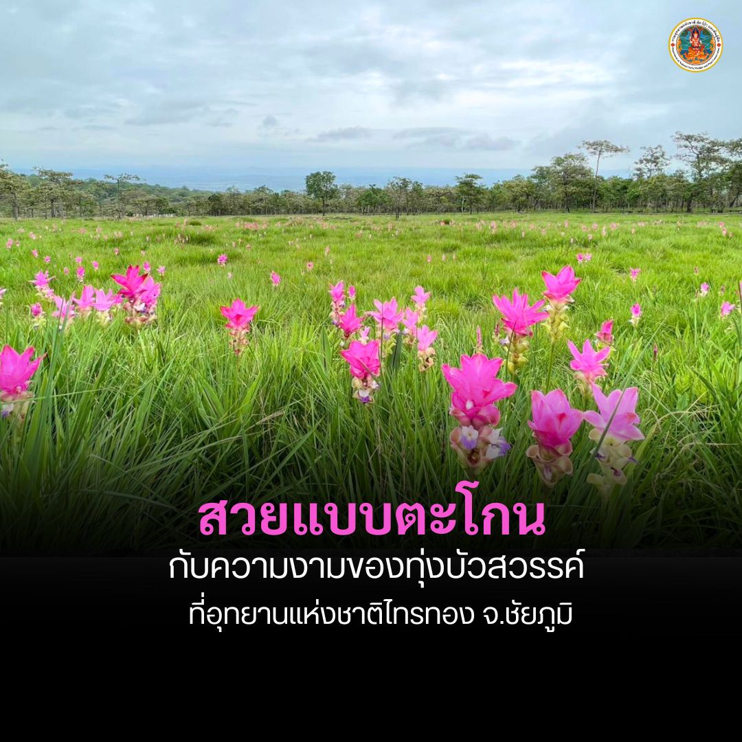 “สวยแบบตะโกน”-ทุ่งบัวสวรรค์-(ดอกกระเจียว)-ที่อุทยานแห่งชาติ-ไทรทอ