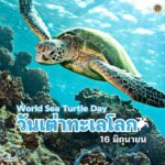 16-มิถุนายน-วันเต่าทะเลโลก-(world-sea-turtle-day)-เพื่อตระหน
