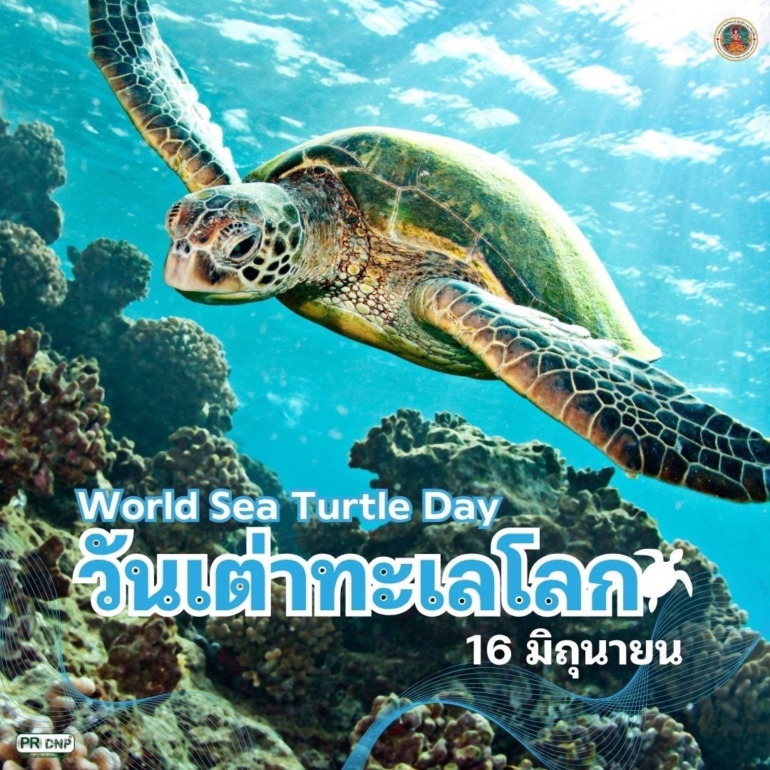 16-มิถุนายน-วันเต่าทะเลโลก-(world-sea-turtle-day)-เพื่อตระหน