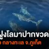 พบฝูงโลมาปากขวด-20-ตัว-กลางทะเล-จ.จังหวัดภูเก็ต--ne