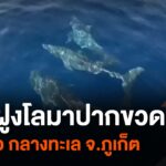 พบฝูงโลมาปากขวด-20-ตัว-กลางทะเล-จ.จังหวัดภูเก็ต--ne