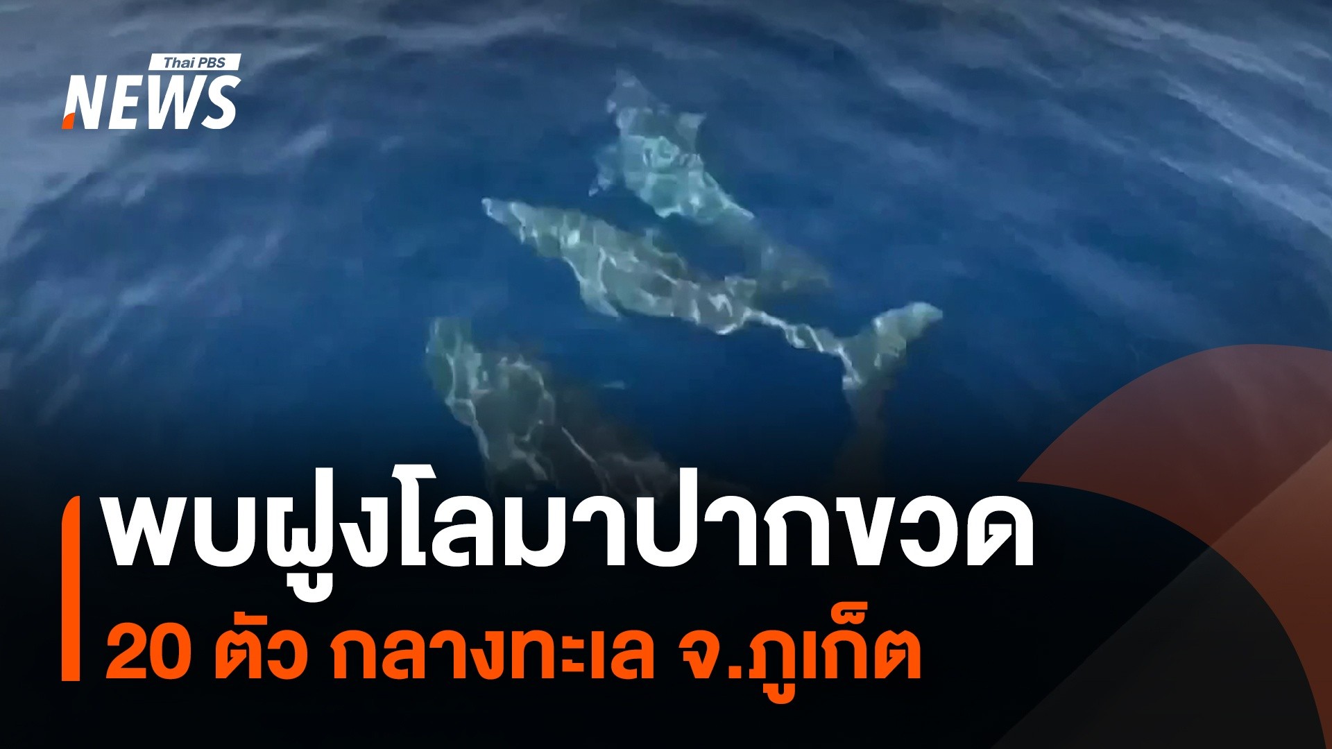 พบฝูงโลมาปากขวด-20-ตัว-กลางทะเล-จ.จังหวัดภูเก็ต--ne