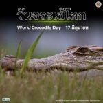 17-มิถุนายน-วันจระเข้โลก-วันที่-17-มิถุนายนของทุกปีตรงกับว