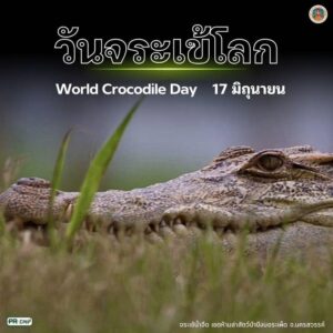 17-มิถุนายน-วันจระเข้โลก-วันที่-17-มิถุนายนของทุกปีตรงกับว