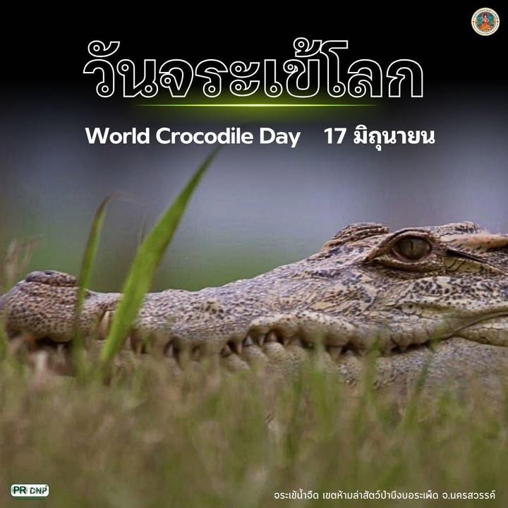 17-มิถุนายน-วันจระเข้โลก-วันที่-17-มิถุนายนของทุกปีตรงกับว