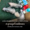เจ้าหน้าที่เข้าช่วยเหลือลูกหมูหริ่งพลัดหลง-4-ตัว-ที่-อ.คลองท
