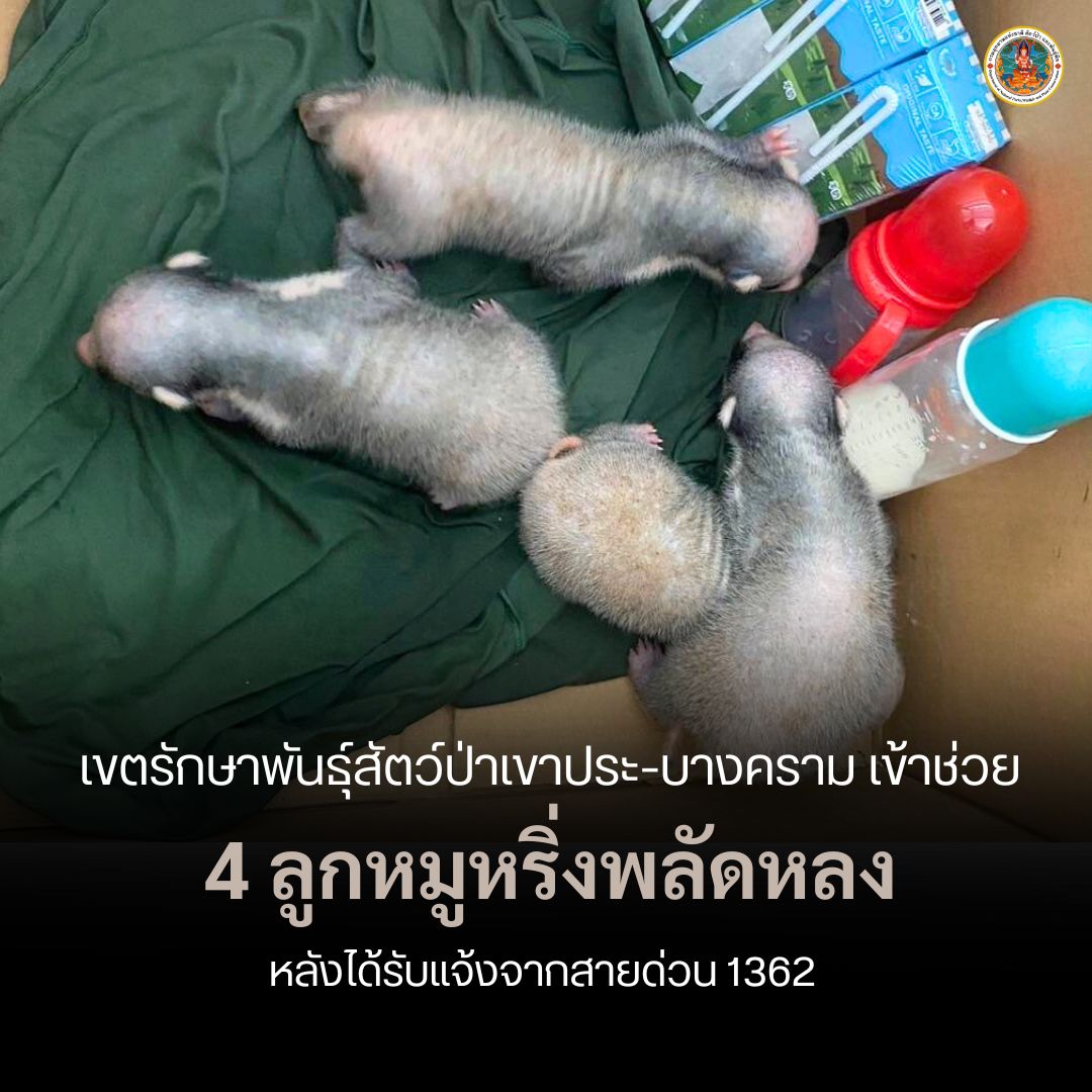 เจ้าหน้าที่เข้าช่วยเหลือลูกหมูหริ่งพลัดหลง-4-ตัว-ที่-อ.คลองท