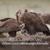 ผลการศึกษาล่าสุดจากมหาวิทยาลัยสแตนฟอร์ดระบุว่า-การลดลงของสัต