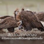 ผลการศึกษาล่าสุดจากมหาวิทยาลัยสแตนฟอร์ดระบุว่า-การลดลงของสัต