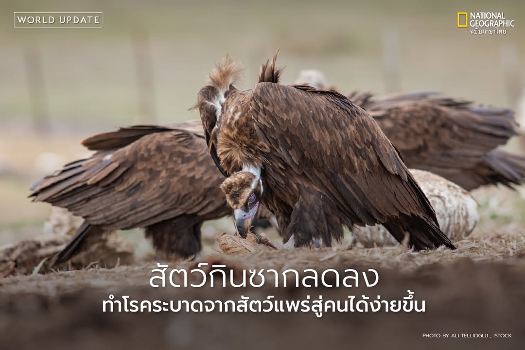 ผลการศึกษาล่าสุดจากมหาวิทยาลัยสแตนฟอร์ดระบุว่า-การลดลงของสัต