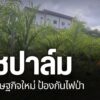 พีชปาล์ม-คือ-พืชเศรษฐกิจตัวใหม่ที่เริ่มมีการนำไปปลูกในหลายพื