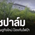 พีชปาล์ม-คือ-พืชเศรษฐกิจตัวใหม่ที่เริ่มมีการนำไปปลูกในหลายพื