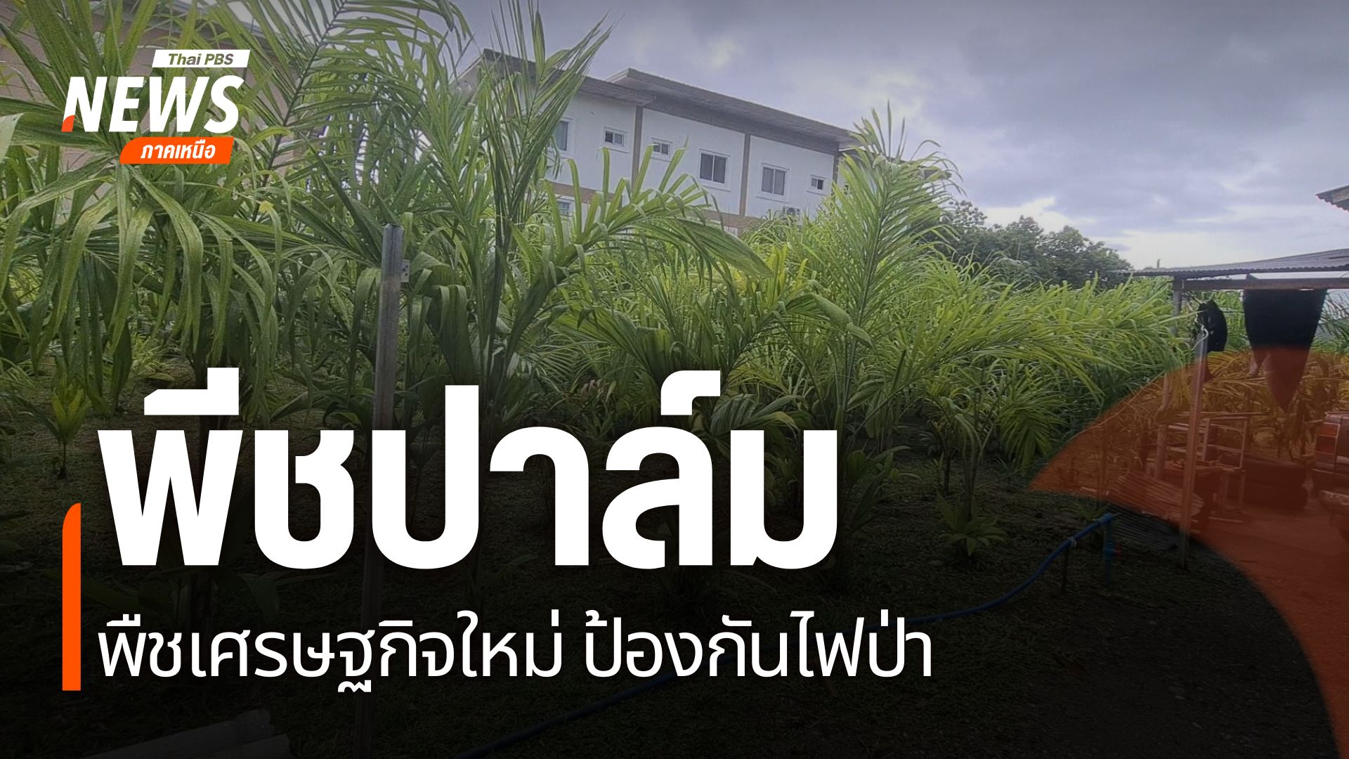 พีชปาล์ม-คือ-พืชเศรษฐกิจตัวใหม่ที่เริ่มมีการนำไปปลูกในหลายพื