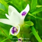 ภาพกระเจียวขาว-หรือเทพอัปสรใน​-“เส้นทางศึกษาธรรมชาติผาก่อรัก