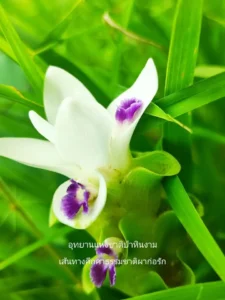 ภาพกระเจียวขาว-หรือเทพอัปสรใน​-“เส้นทางศึกษาธรรมชาติผาก่อรัก