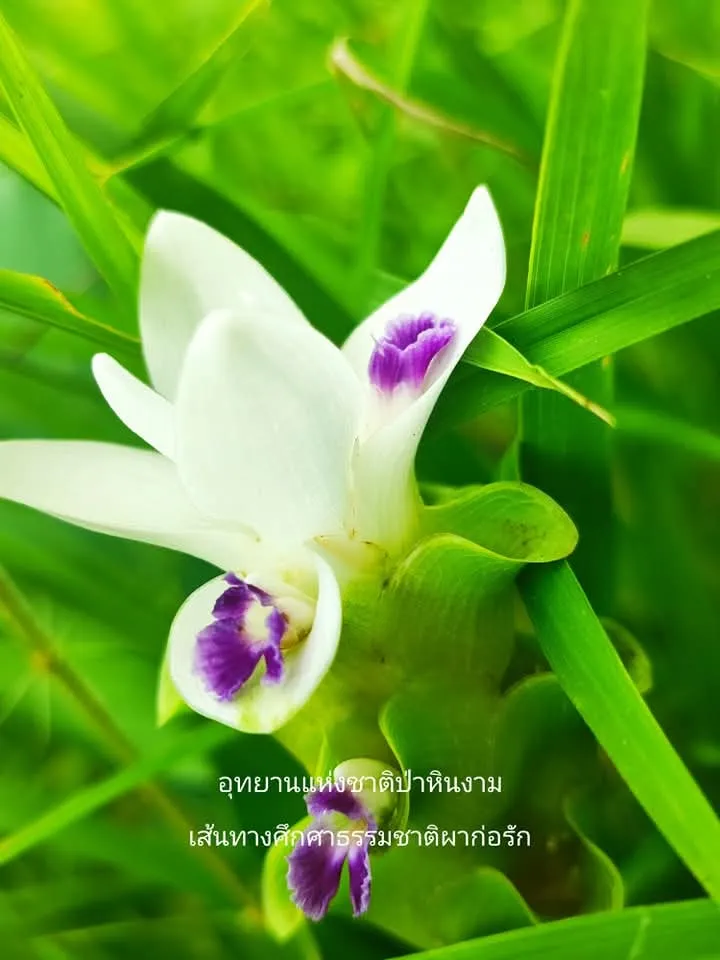 ภาพกระเจียวขาว-หรือเทพอัปสรใน-“เส้นทางศึกษาธรรมชาติผาก่อรัก