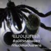 นักวิทยาศาสตร์ค้นพบแมงมุมทะเลชนิดใหม่-3-ชนิด-ที่อาศัยอยู่ลึก