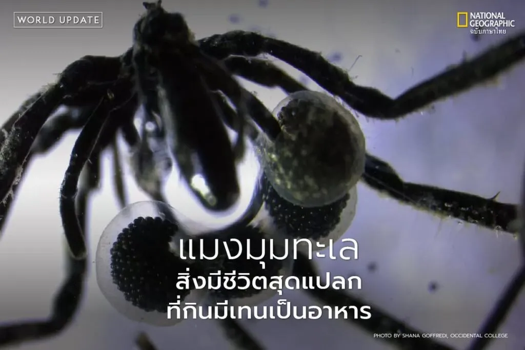 นักวิทยาศาสตร์ค้นพบแมงมุมทะเลชนิดใหม่-3-ชนิด-ที่อาศัยอยู่ลึก