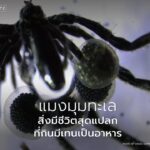นักวิทยาศาสตร์ค้นพบแมงมุมทะเลชนิดใหม่-3-ชนิด-ที่อาศัยอยู่ลึก