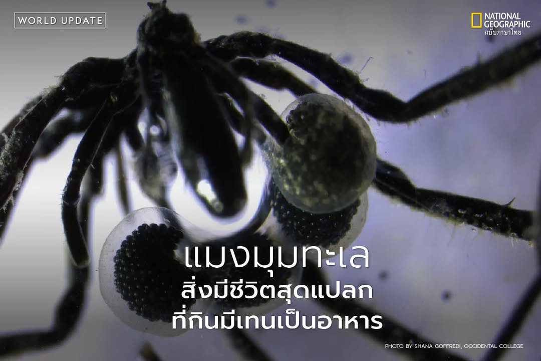 นักวิทยาศาสตร์ค้นพบแมงมุมทะเลชนิดใหม่-3-ชนิด-ที่อาศัยอยู่ลึก