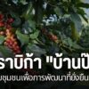 หนึ่งในแหล่งปลูกกาแฟคุณภาพของไทย-คือ-ที่ชุมชนบ้านป๊อก-ใน-อำเ