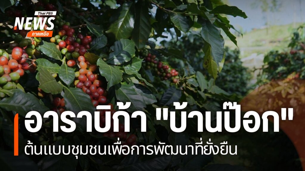 หนึ่งในแหล่งปลูกกาแฟคุณภาพของไทย-คือ-ที่ชุมชนบ้านป๊อก-ใน-อำเ