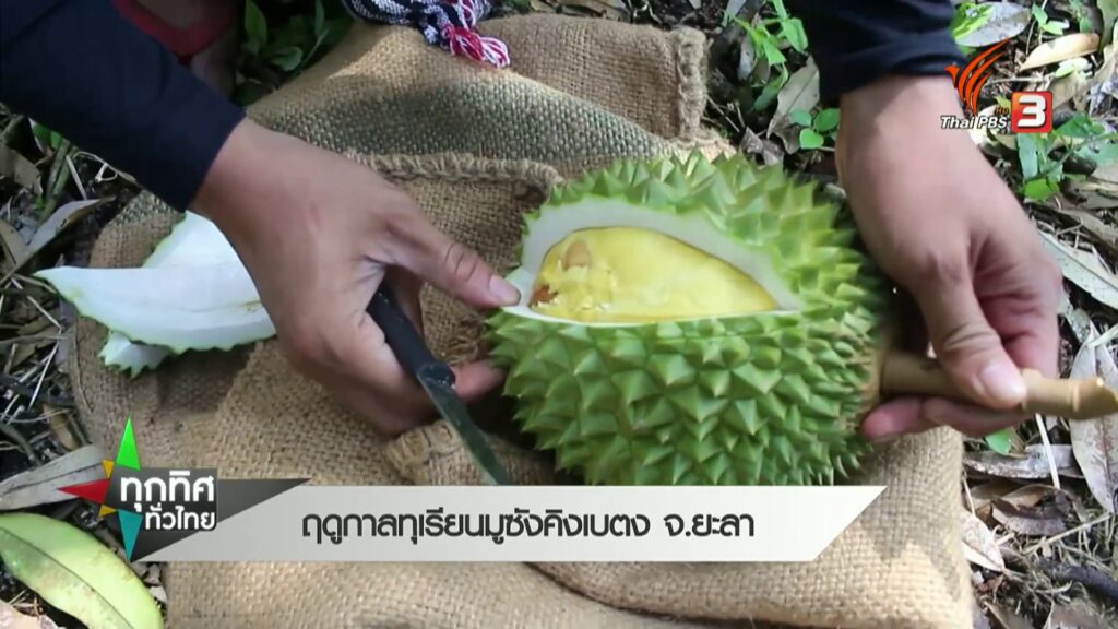ฤดูกาลทุเรียนมูซังคิงเบตง-จ.ยะลา--ne