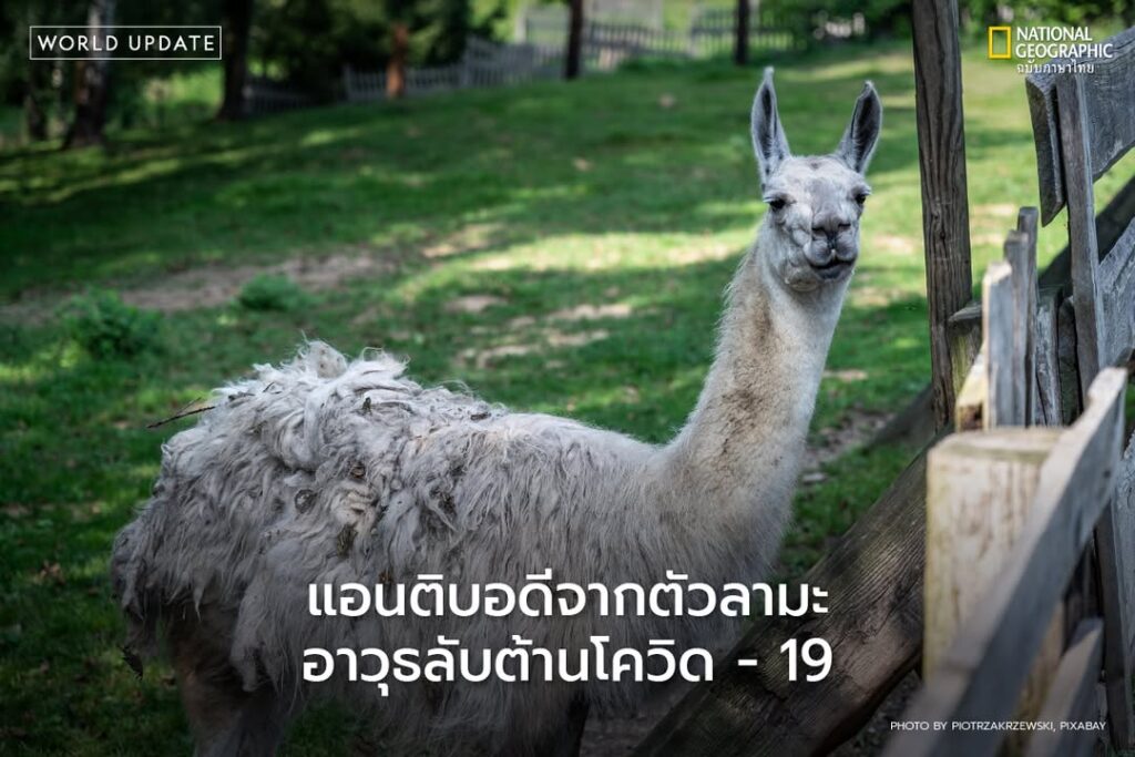 นักวิจัยจากศูนย์เทคโนโลยีชีวภาพทางการแพทย์-vib-ugent-ในประเท